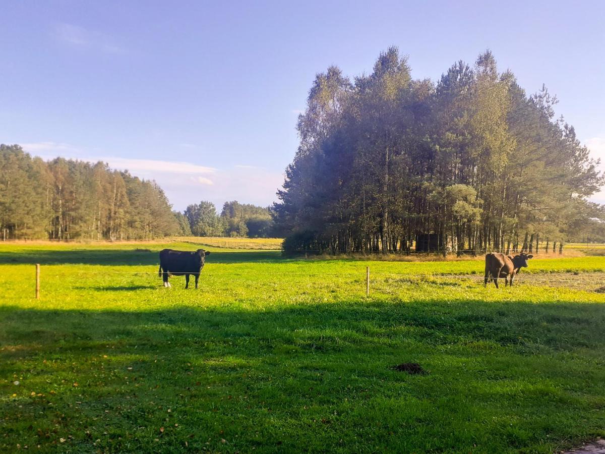 Przytulisko