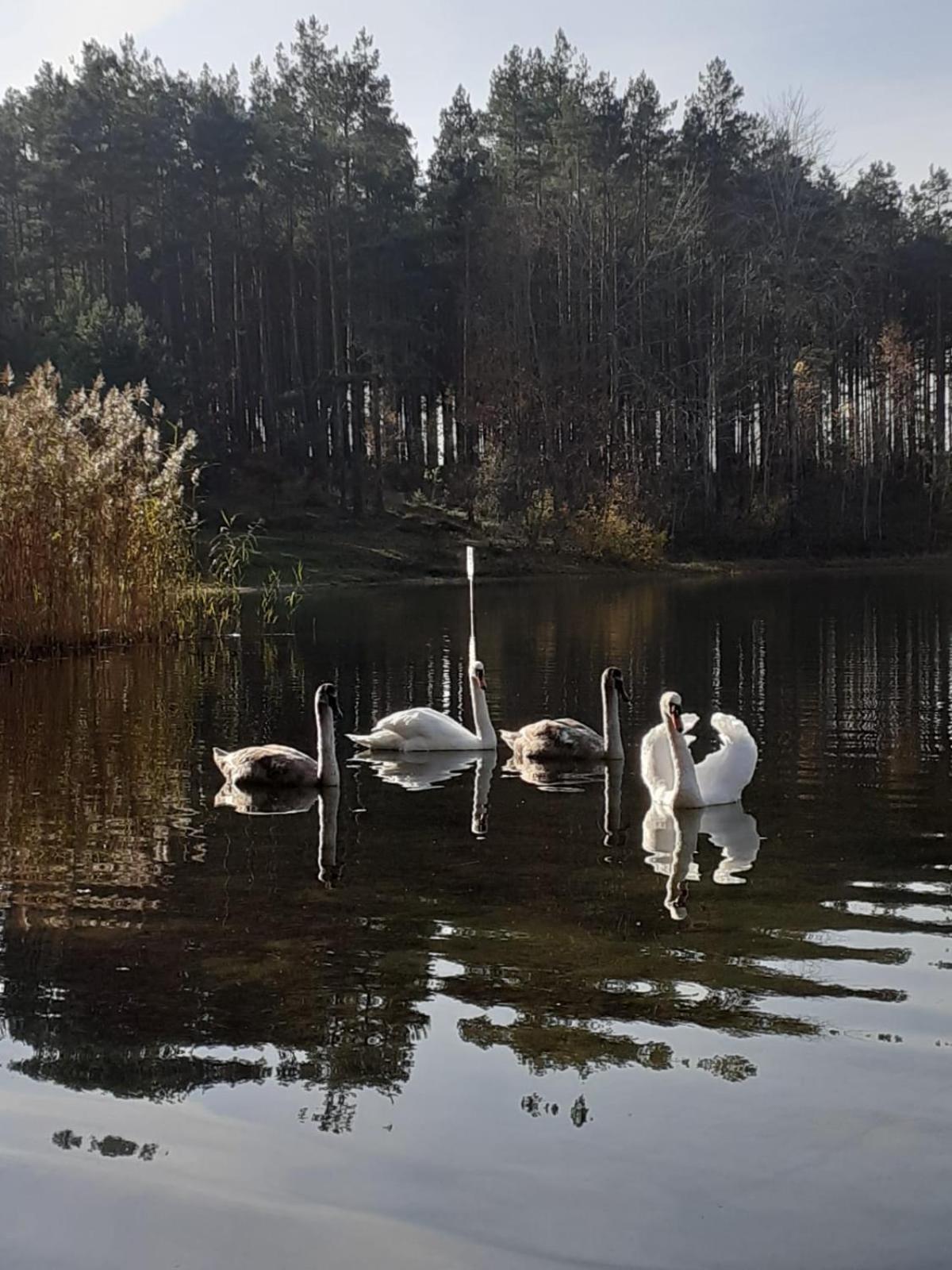 Przytulisko Holiday home